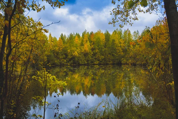 Lago Foresta Ricoperto Erba Piccola Foresta Decidua Arbusti Nei Colori — Foto Stock