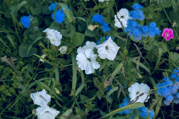 Çiçeklerin Farklı Şekil Renk Tonlarının Yeşil Çim Ile Büyümüş Bir — Stok fotoğraf