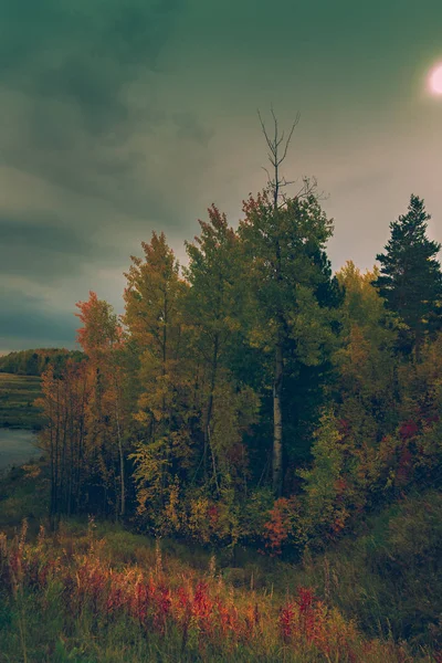 Herfst Bos Verzamelen Grijs Groene Onweerslucht — Stockfoto