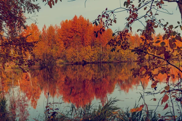 Lago Del Bosque Cubierto Hierba Pequeño Bosque Caducifolio Arbustos Colores —  Fotos de Stock