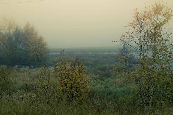 Alberi Arbusti Bassi Una Palude Boschiva Coperta Nebbia Autunnale — Foto Stock