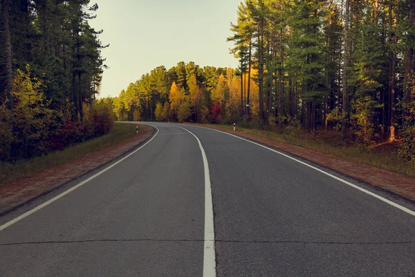 Mixed Coniferous Deciduous Autumn Forest Grows Asphalt Road Dividing Strip — Stock Photo, Image