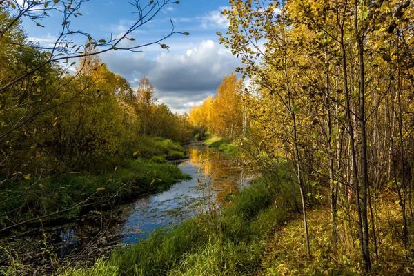 Forest River Banks Overgrown Small Forest Hardwood September — Stock Photo, Image