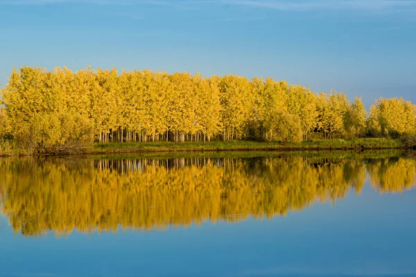 Autumn Deciduous Forest Bright Yellow Tones Gently Blue Sky Reflects — Stock Photo, Image