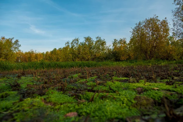 Çok Renkli Küçük Orman Yeşil Çim Eylül Ayında — Stok fotoğraf