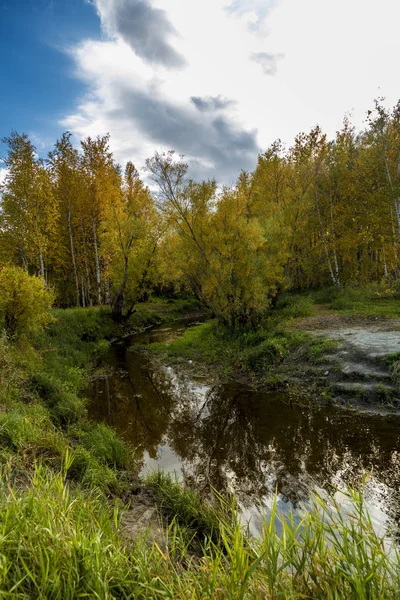 Ein Waldfluss Mit Ufern Bewachsener Kleiner Laubwälder September — Stockfoto