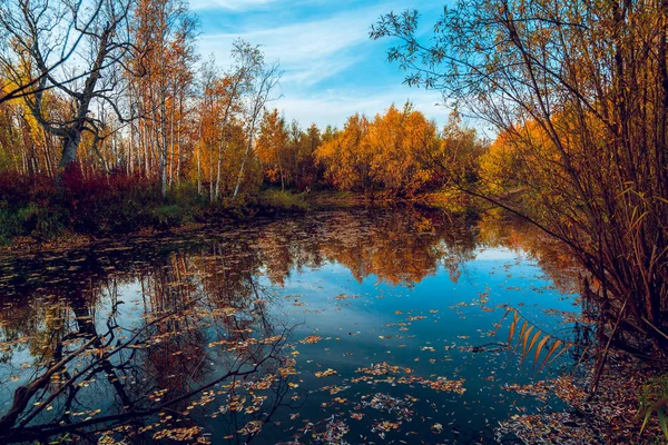 Bir Orman Nehir Parke Eylül Ayında Fazla Gelişmiş Küçük Orman — Stok fotoğraf