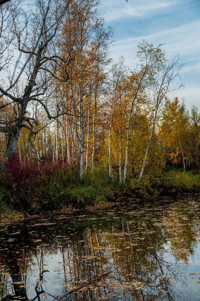 Лісова Річка Берегами Зарослих Дрібних Лісів Деревини Вересні — стокове фото