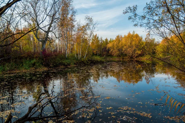 Fiume Foresta Con Sponde Una Piccola Foresta Ricoperta Latifoglie Nel — Foto Stock