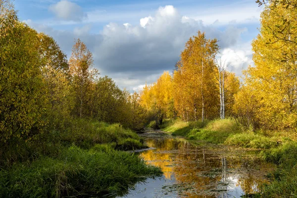 Forest River Banks Overgrown Small Forest Hardwood September — Stock Photo, Image