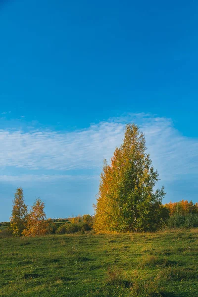 白杨和小落叶林的桦木的明亮绿色空地 — 图库照片