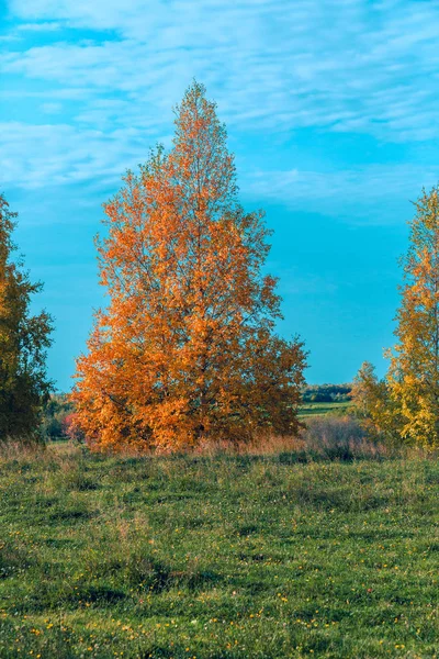 Helder Groene Glade Van Berk Met Aspen Kleine Bladverliezende Wouden — Stockfoto