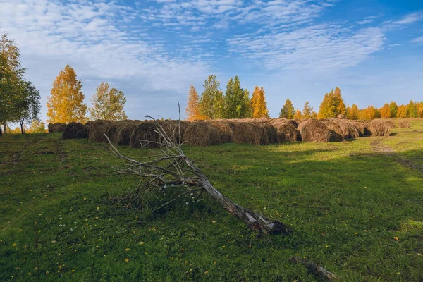 Ballots Ronds Foin Sur Une Prairie Écaillée Contre Ciel Bleu — Photo