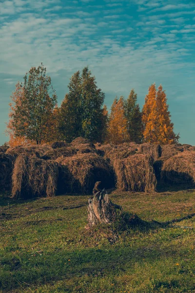Bales Hay Scooped Meadow Blue Sky Trees Yellowed Foliage — Stock Photo, Image