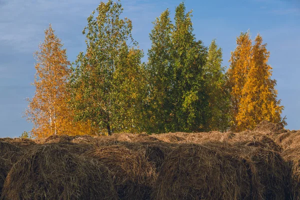 Ballots Ronds Foin Sur Une Prairie Écaillée Contre Ciel Bleu — Photo