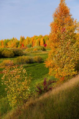 Birch kavak ve küçük yaprak döken orman parlak yeşil glade