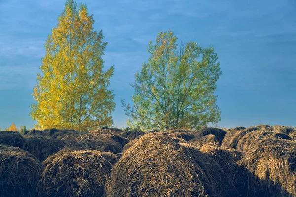圆包干草在一个铲草的草地上对蓝色的天空和树木与黄叶 — 图库照片