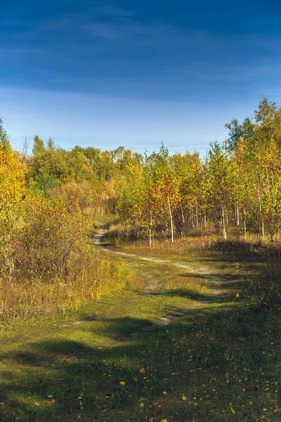 Veelkleurige Klein Bos Groen Gras September — Stockfoto