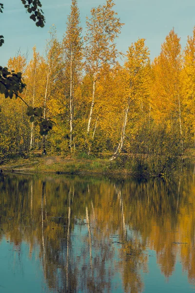 Lago Foresta Ricoperto Erba Piccola Foresta Decidua Arbusti Nei Colori — Foto Stock