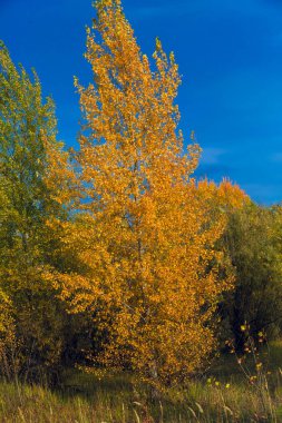 Kavak ve küçük yaprak döken orman mavi gökyüzü ile huş ağacı