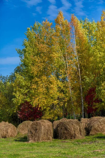 Balle Rotonde Fieno Prato Scavato Contro Cielo Blu Alberi Con — Foto Stock