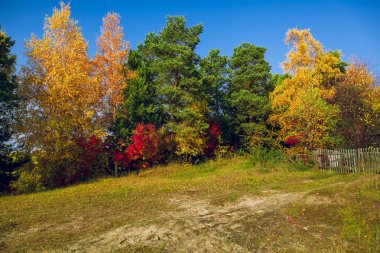 Çit yakınındaki bir açıklıkta ağaçları yeşil kırmızı ve sarı yaprakları ile yakın çekim