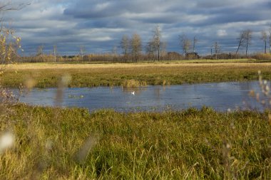 Bir martı çim ve küçük çalılar ile kaplı küçük bir göl yüzeyinde yüzen