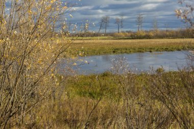 Bir martı çim ve küçük çalılar ile kaplı küçük bir göl yüzeyinde yüzen