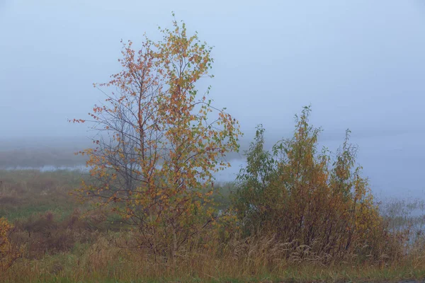 Low Grown Trees Shrubs Forest Marsh Covered Autumn Mist — Stock Photo, Image