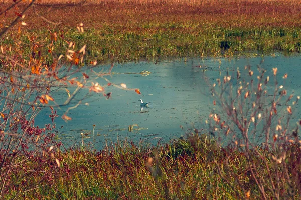 一只海鸥漂浮在一个小湖的表面上 上面覆盖着草和小灌木 — 图库照片