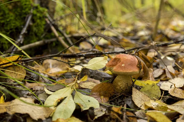 Cogumelo na grama na natureza — Fotografia de Stock