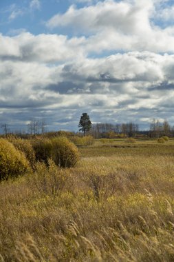 Biçilmiş olmayan bir alanda yalnız yeşil sedir