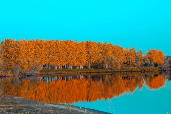 Birch Grove is reflected in the river surface — Stock Photo, Image