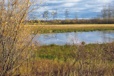 Yalnız bir kuş bir su birikintisi yüzeyinde oturur