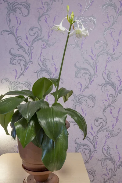 Room lily flower at the beginning of flowering — Stock Photo, Image