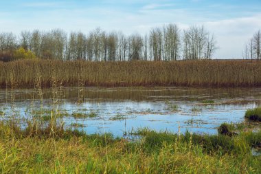 Bataklık reed ve düşük orman arka plan üzerinde