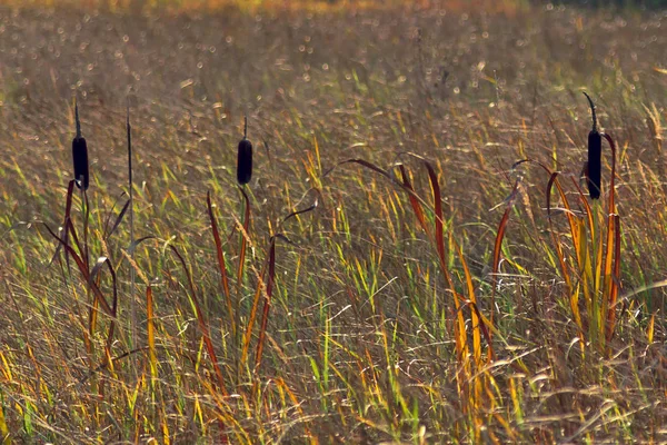 Schilf Einem Langen Stamm Ragt Aus Einem Mit Gras Und — Stockfoto