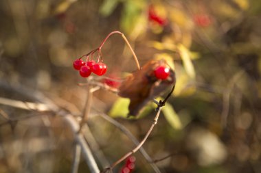 Kartopu sonbahar güneş ışınlarının içinde parlak kırmızı meyveler meyve