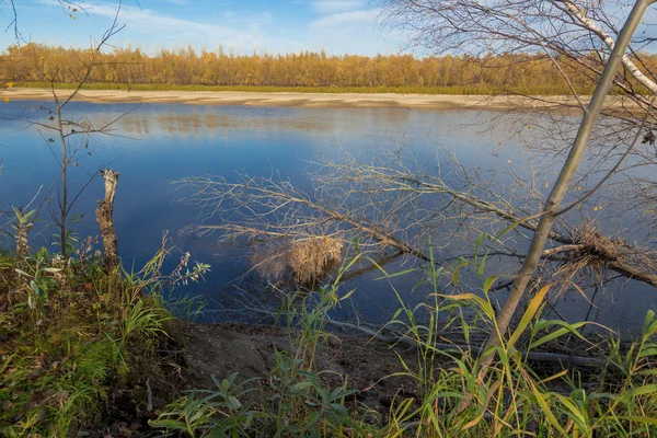 Borde Empinado Del Río Con Árboles Inclinados Enganches Cerca Del —  Fotos de Stock