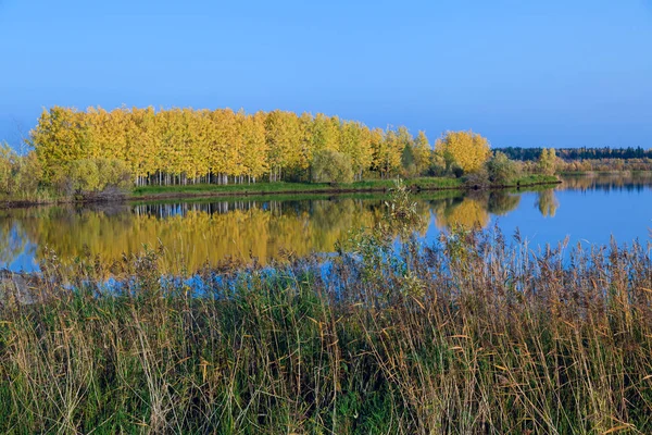 Autumn Deciduous Forest Bright Yellow Tones Gently Blue Sky Reflects — Stock Photo, Image