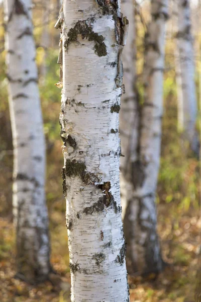 Koivut Valkoiset Rungot Mustat Pisteet Lähikuva — kuvapankkivalokuva