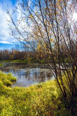 Bir orman nehir parke Eylül ayında fazla gelişmiş küçük orman bankalarla