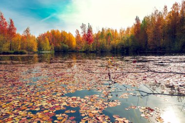 Orman Gölü sulu yüzeyinde yapraklar sarı ve kırmızı ağaçlardan düşmüş