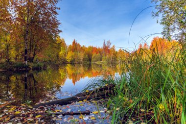 Orman Gölü sulu yüzeyinde yapraklar sarı ve kırmızı ağaçlardan düşmüş