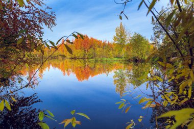 Parlak sarı turuncu renkler sonbahar yaprak döken orman su yüzeyine yansıtılır