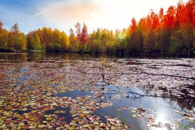 Orman Gölü sulu yüzeyinde yapraklar sarı ve kırmızı ağaçlardan düşmüş