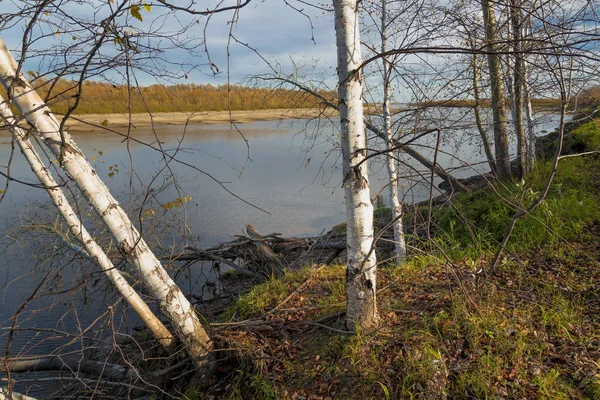 Björkar Med Vita Stammar Och Svarta Prickar Dem Brant Packar — Stockfoto