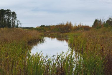Küçük göl sazlık ve çim ile büyümüş