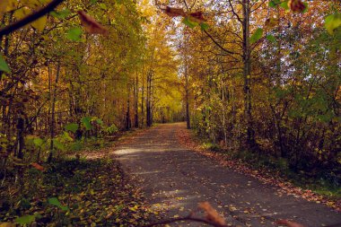 Orman yolu orman boyunca uzanır, düşmüş sarı yapraklarla kaplıdır.