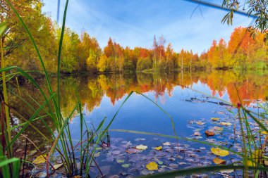 Havzanın yüzeyinde sonbahar yaprakları